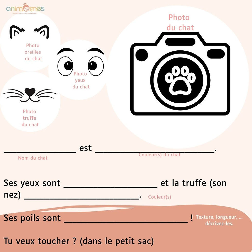Miniature : Portrait de chat