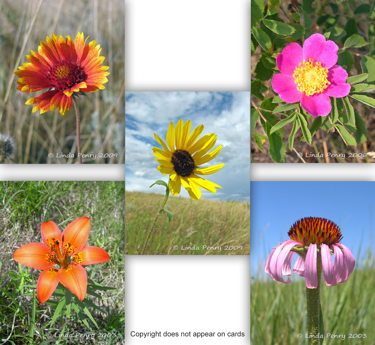 Prairie Bouquet Notecard Pack