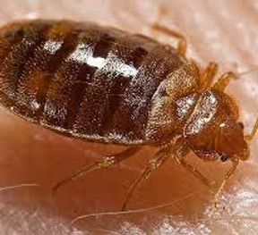 bed bug.jpg
