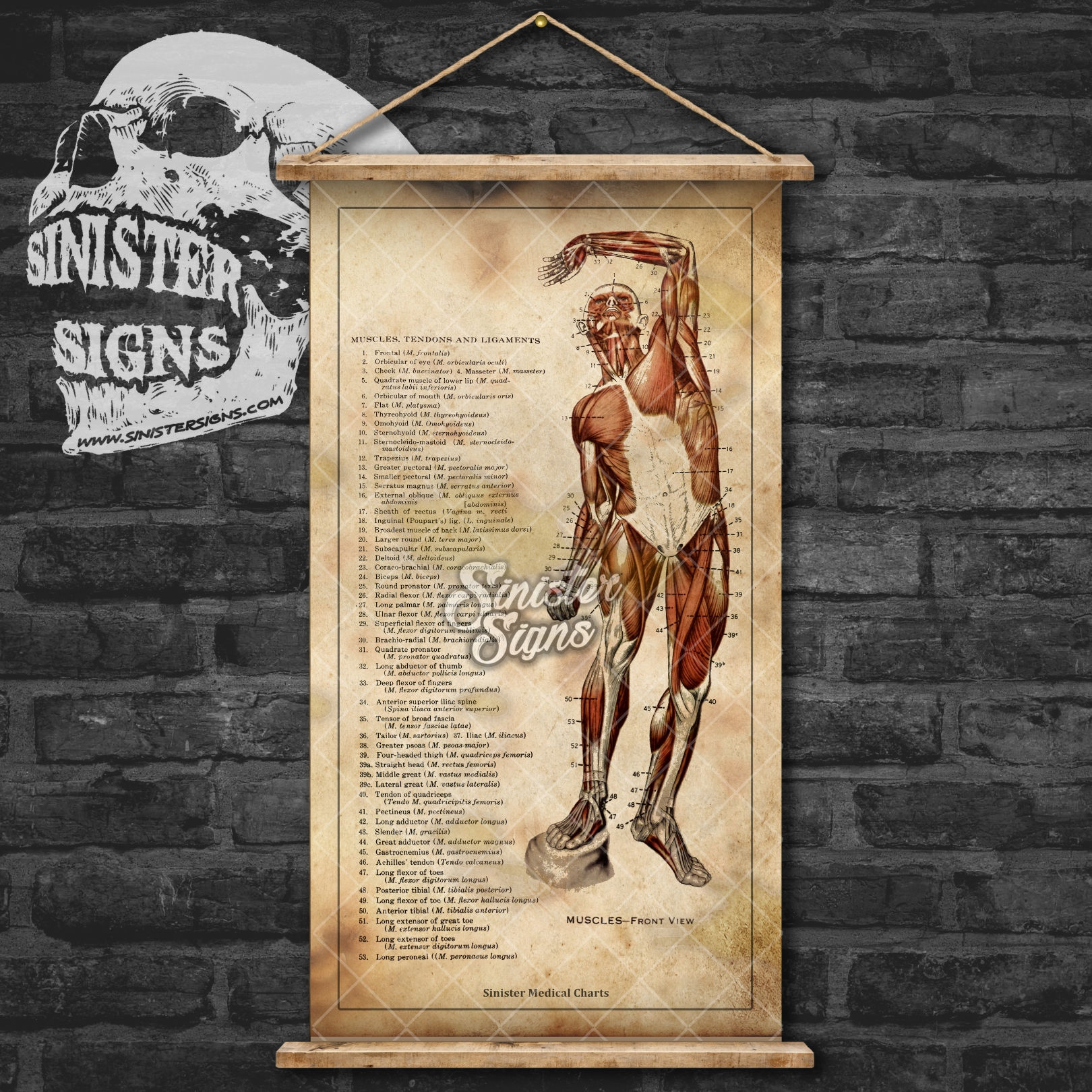 Anterior View Of Muscles, Tendons, And Ligaments Wall Hanging