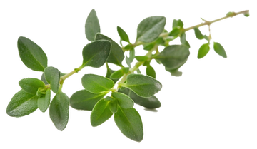 timian ekstrakt urter