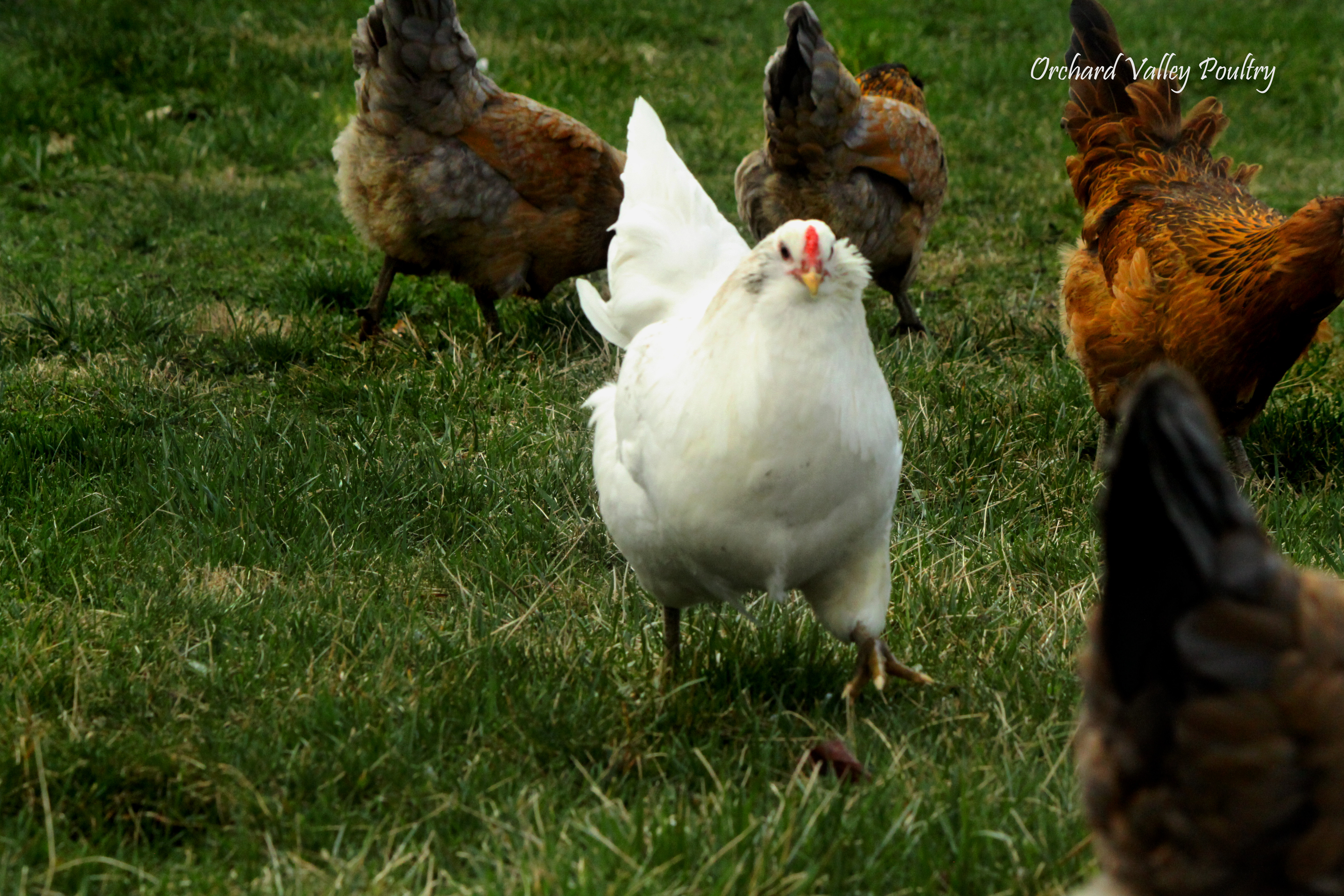 Easter Eggers