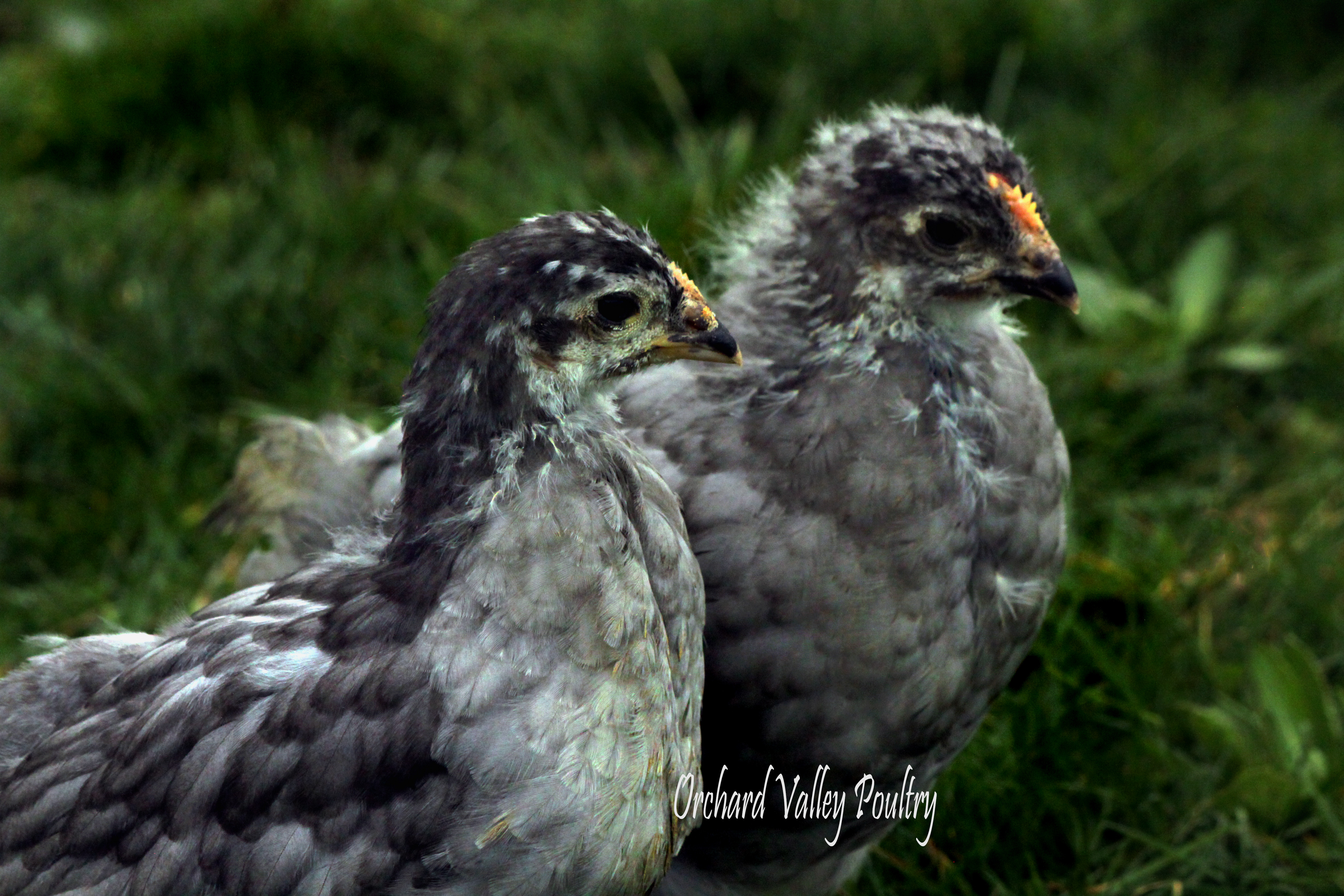 French Blue Copper Marans