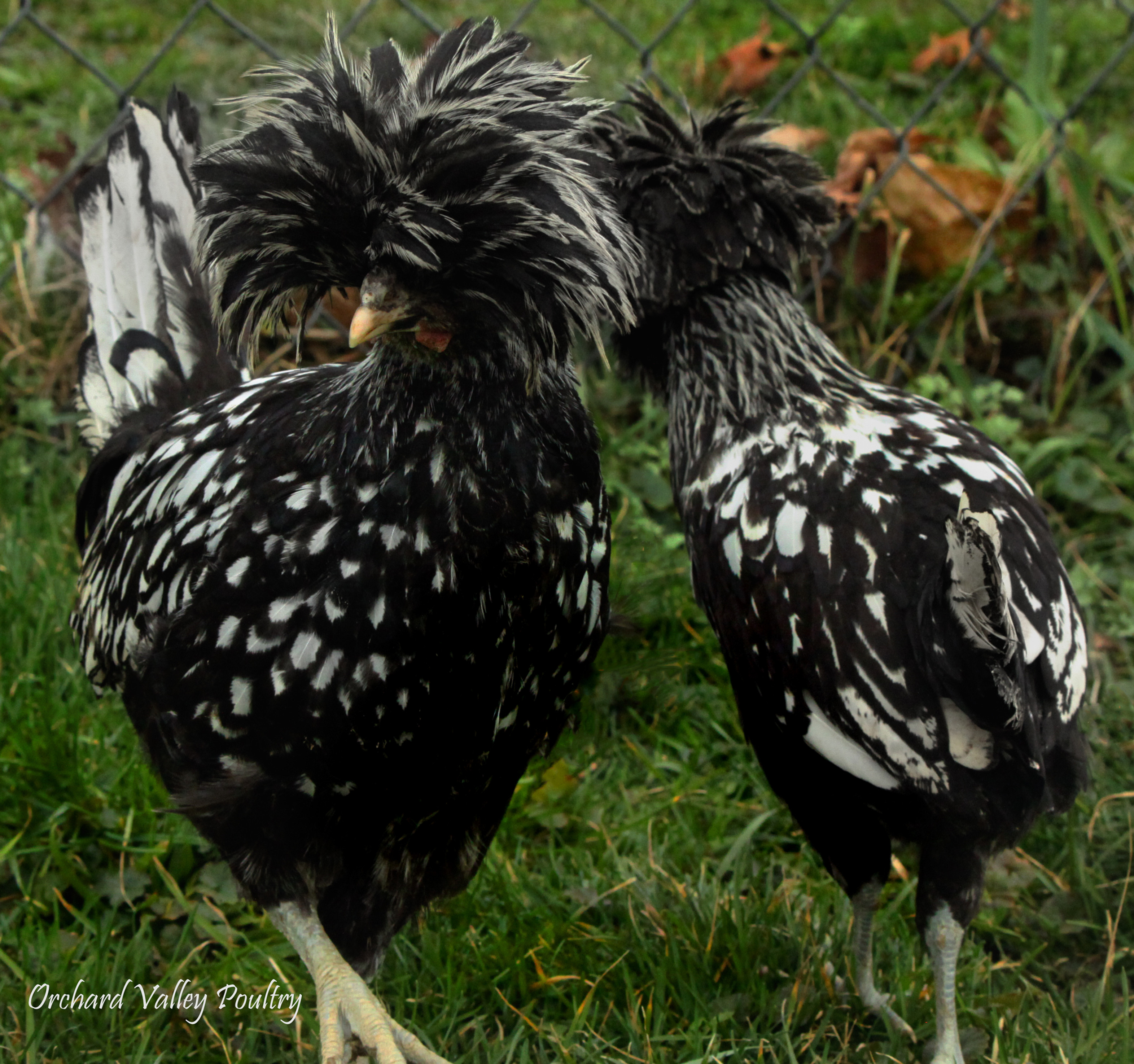 Crested Polish
