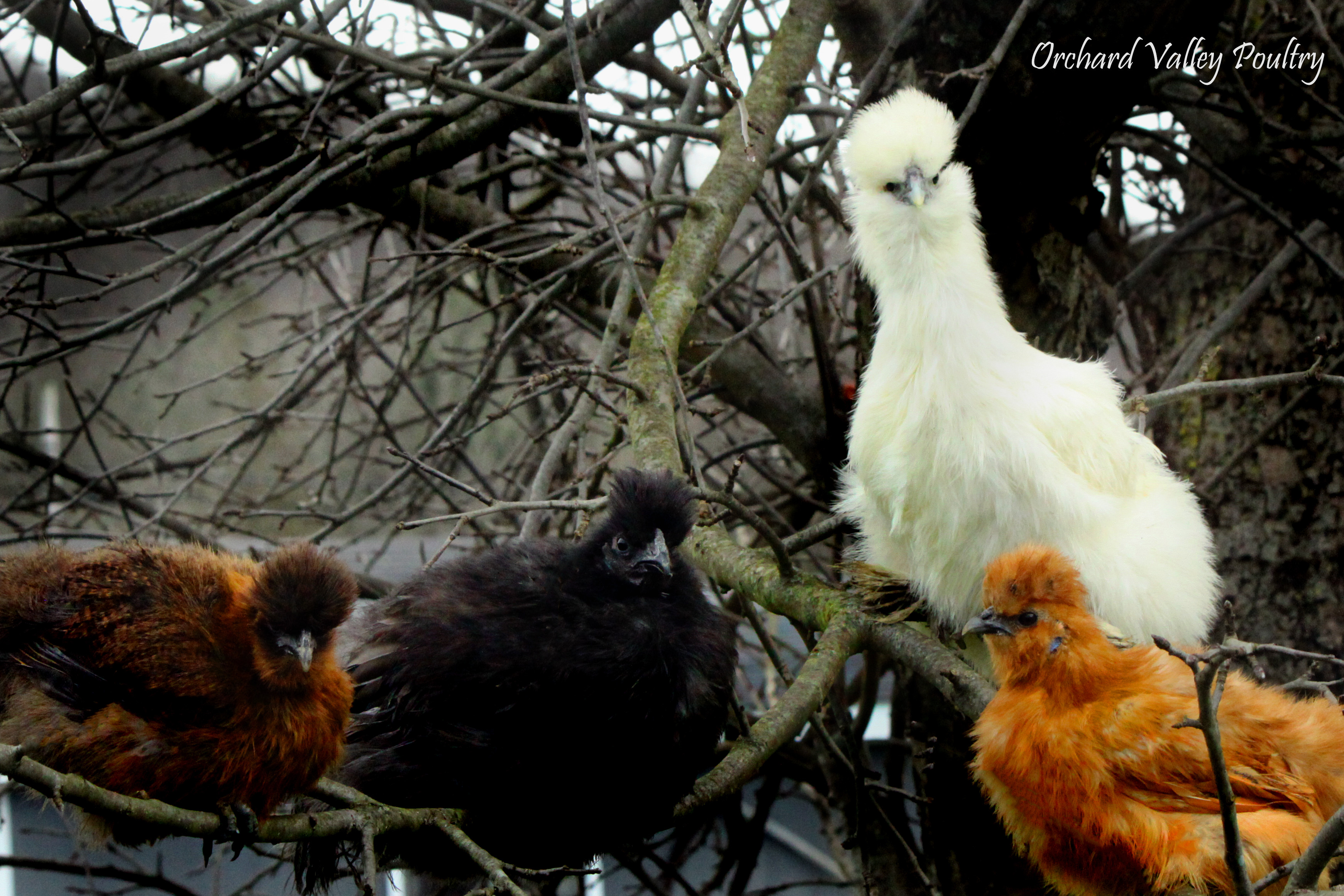Assorted Silkie Bantams