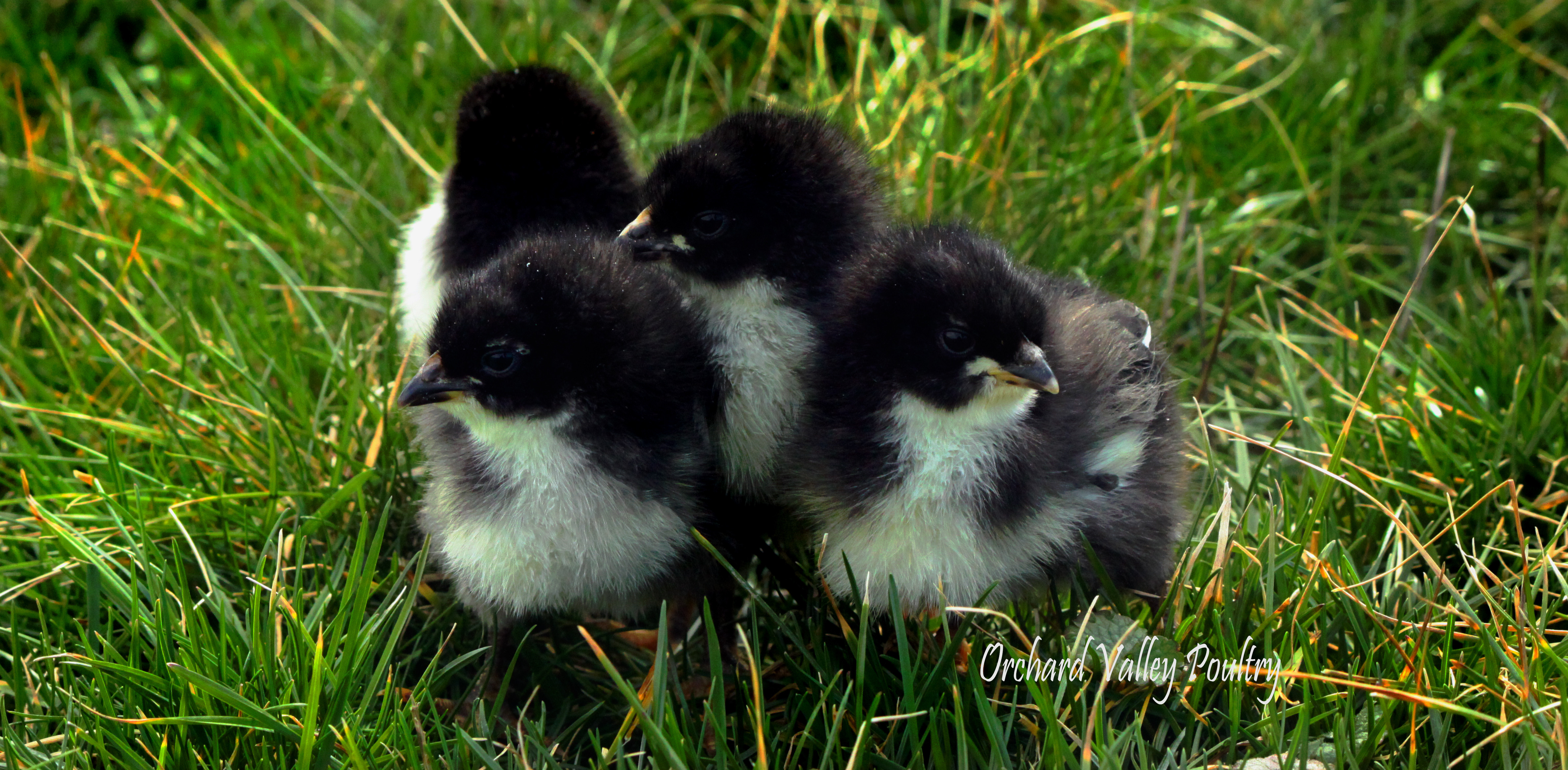 Black Copper Marans
