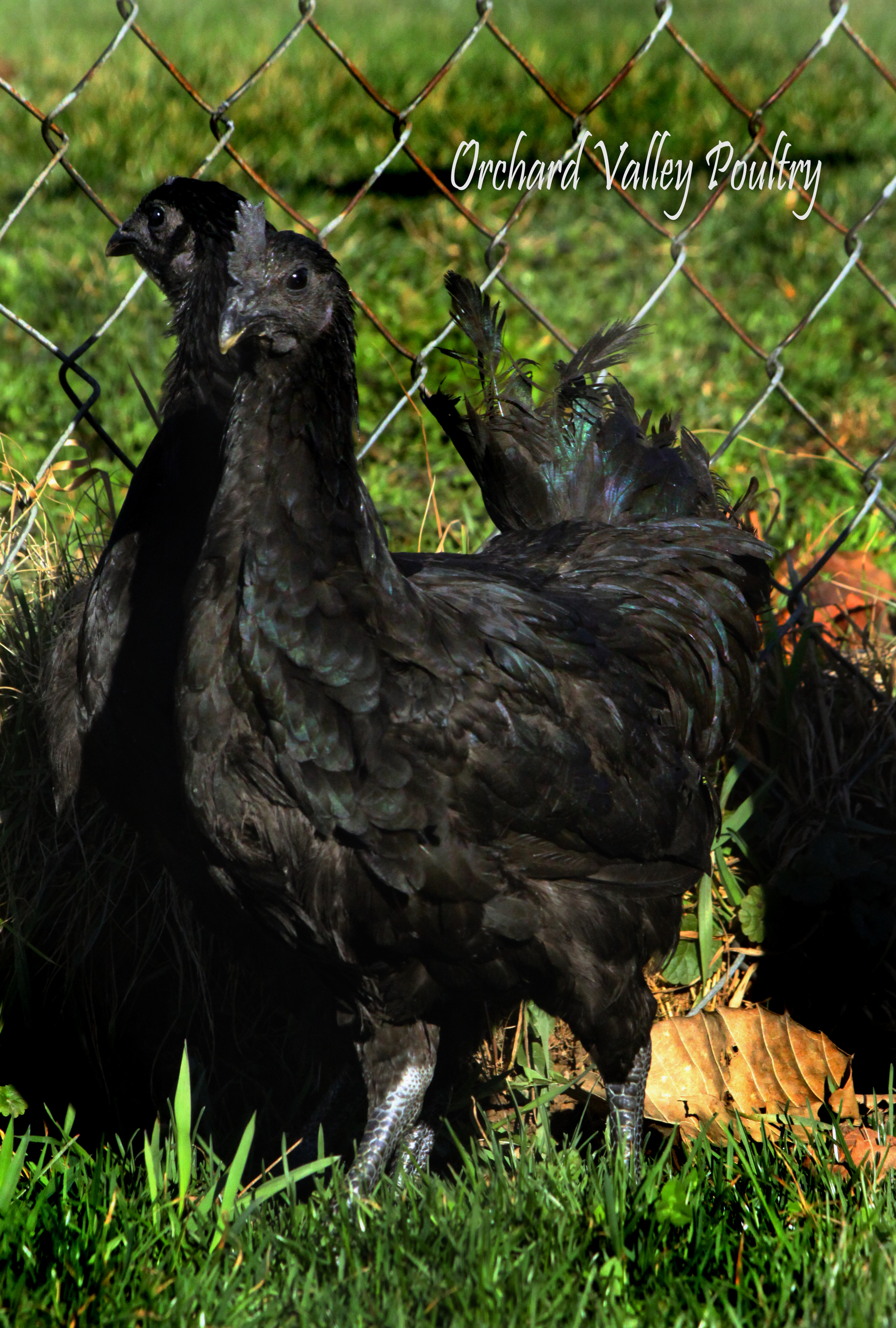 Ayam Cemani