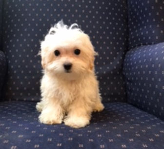 Malshipoo M.jpeg