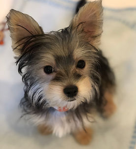 Morkie-M-Pietre(tiny).jpg