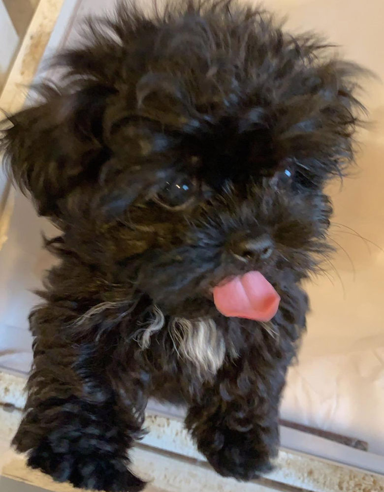 Teacup Puppies How To Care For Teacups