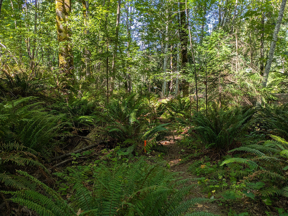 Bear James Park trail extension paused! A note from organizer Michele Roy