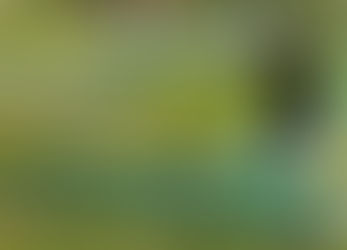 Premium Setup For Rental