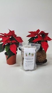 Kokedama Kits make a wonderful gift ($22). Select a seasonal favourite, poinsettias or ferns, succulents or so many more... stunning