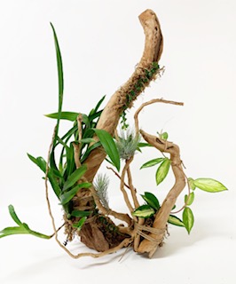 Botanical Sculptures such a unique gift. Select a piece of drift wood (from $20) and a plant from as little as $9