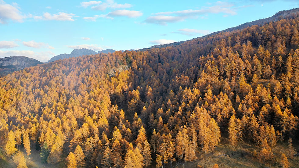 Une forêt de mélèzes aux couleurs de l'automne : orange, jaune et marron, le long d'une pente de montagne dans les Alpes du Sud, dans la vallée du Devoluy