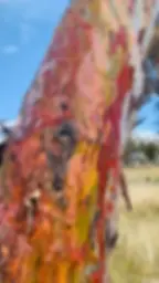 Accommodation Adelaide Hills Candlebark Trees