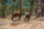 Horse Friendly accommodation Adelaide HIlls