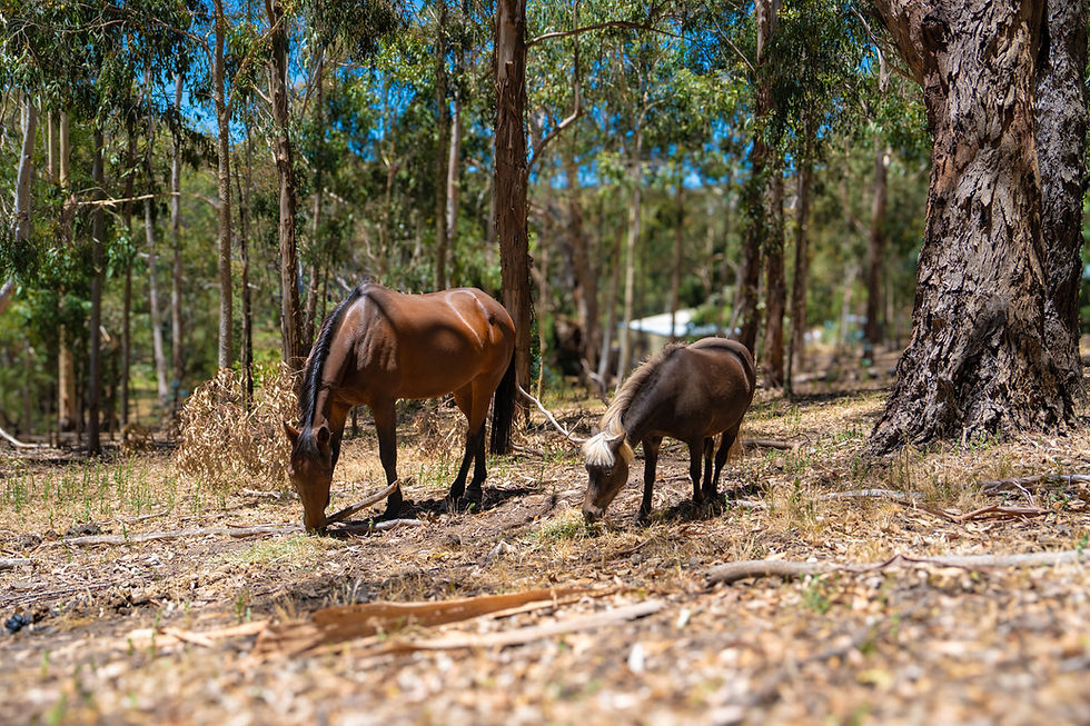 Horse Friendly accommodation Adelaide HIlls
