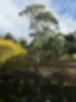 Accommodation Adelaide Hills Candlebark Trees