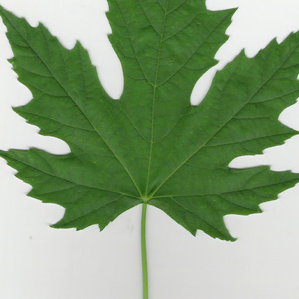 What trees can I cut down in South Australia