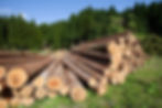 land clearing services near me, freshly cut pine plantation logs