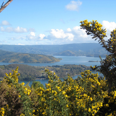 What trees can I cut down in South Australia