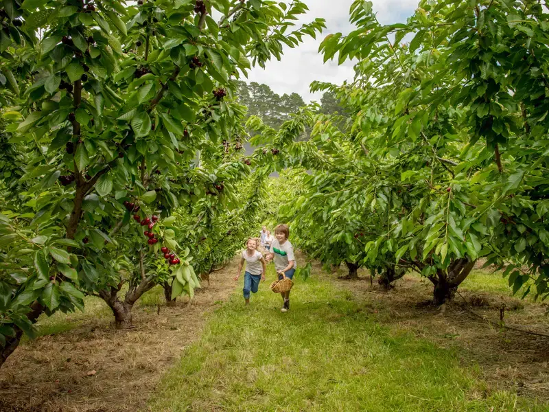 Family adventure adelaide hills.webp