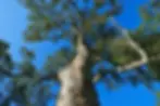 Accommodation Adelaide Hills Candlebark Trees