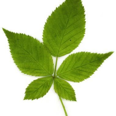 What trees can I cut down in South Australia