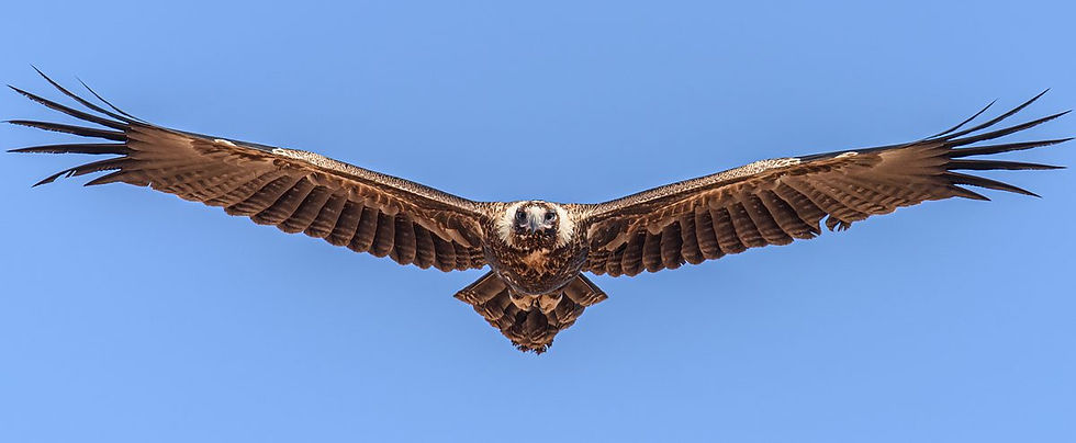 Accommodation Adelaide Hills wedge tailed Eagle