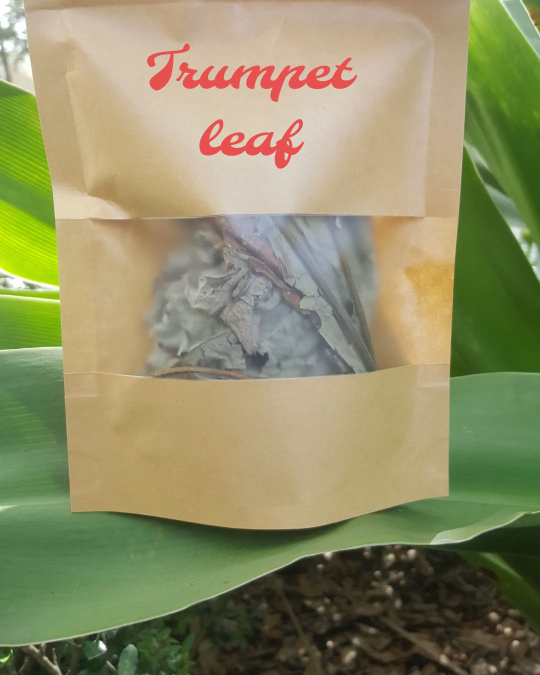 Trumpet Leaf ( Cecropia peltata)