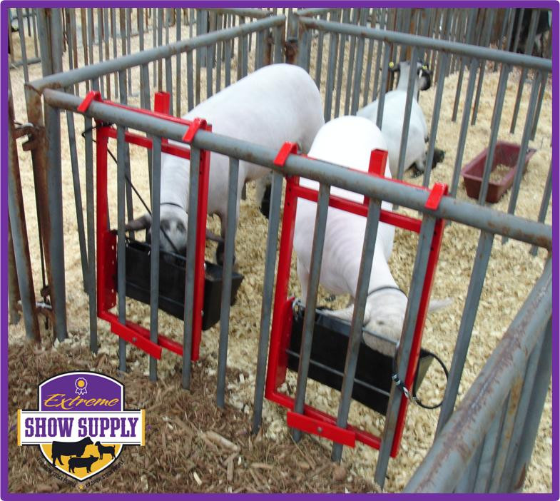 Thumbnail: F2 (Feeder + Fan) Show Rack For Lambs And Goats