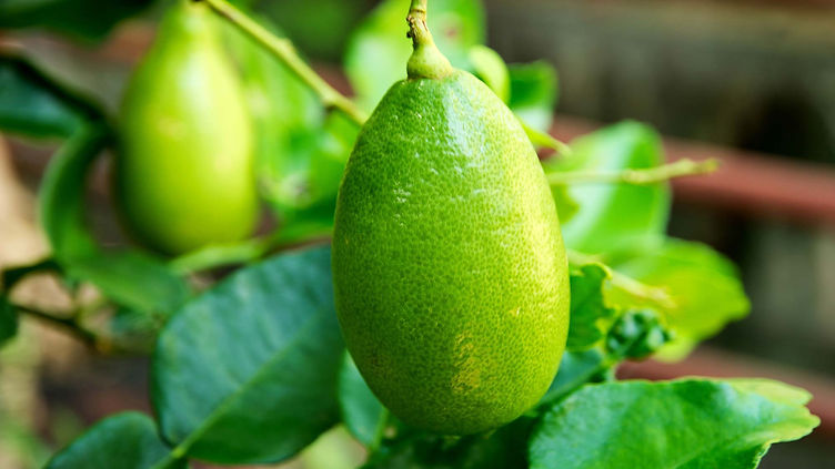 Lime.jpg