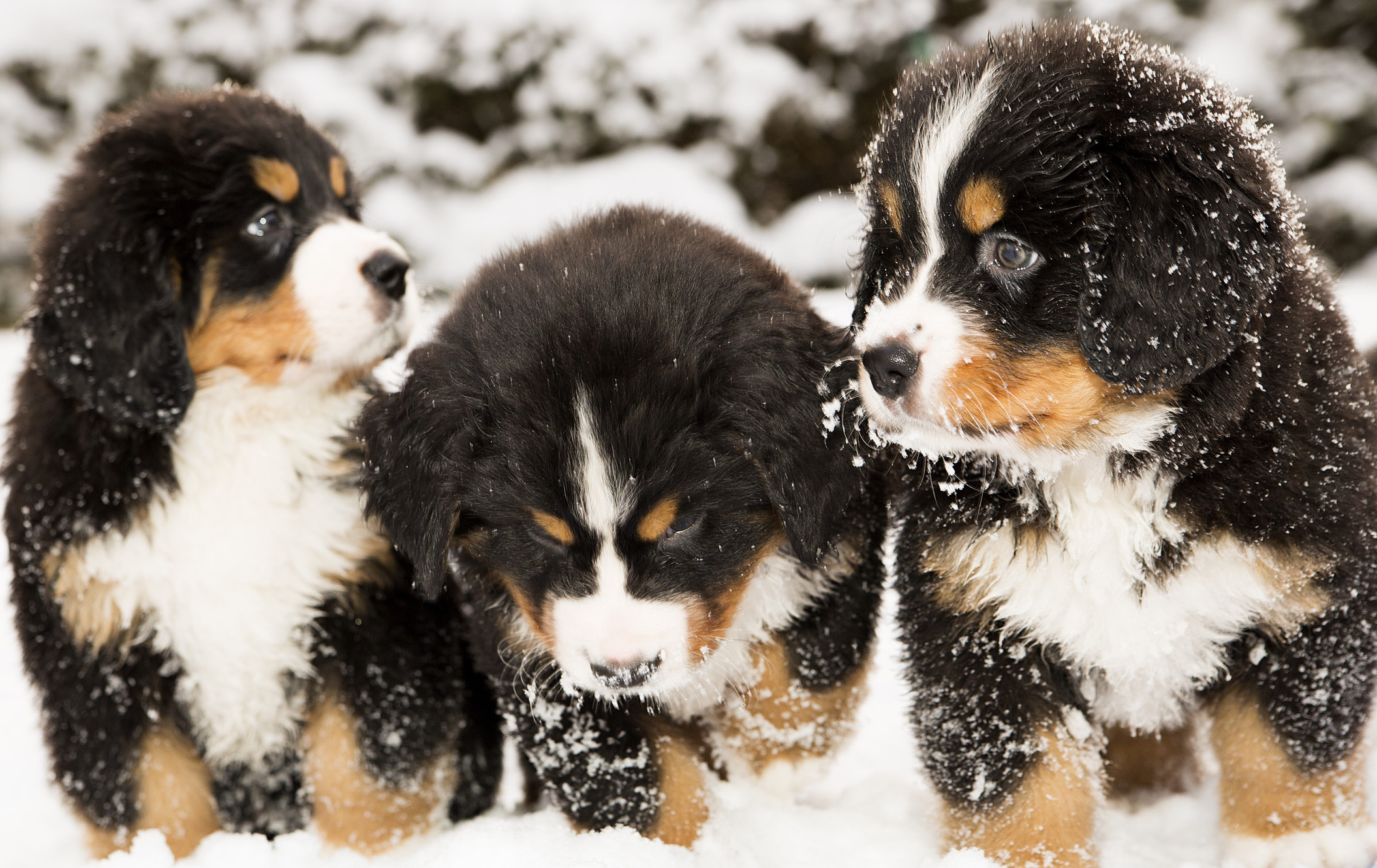 Whispering cove hotsell bernese mountain dogs