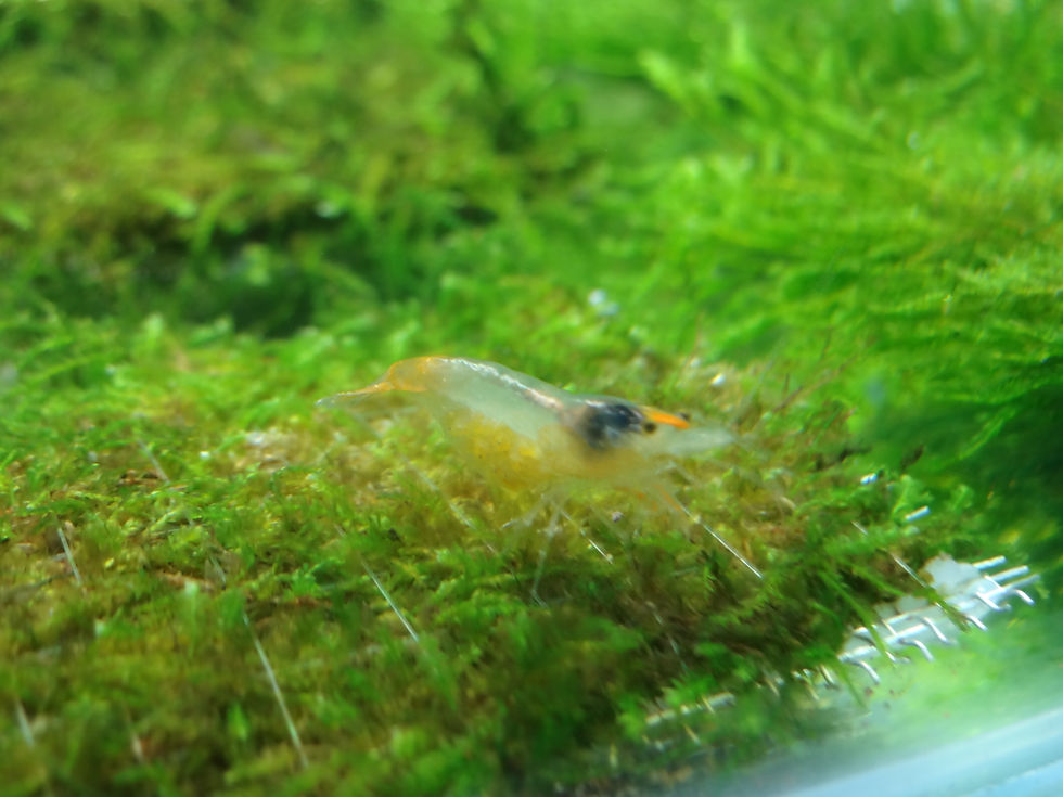 Thumbnail: Orange Rili Shrimp