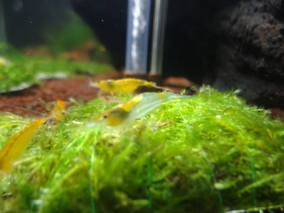 Thumbnail: Yellow Rili Shrimp