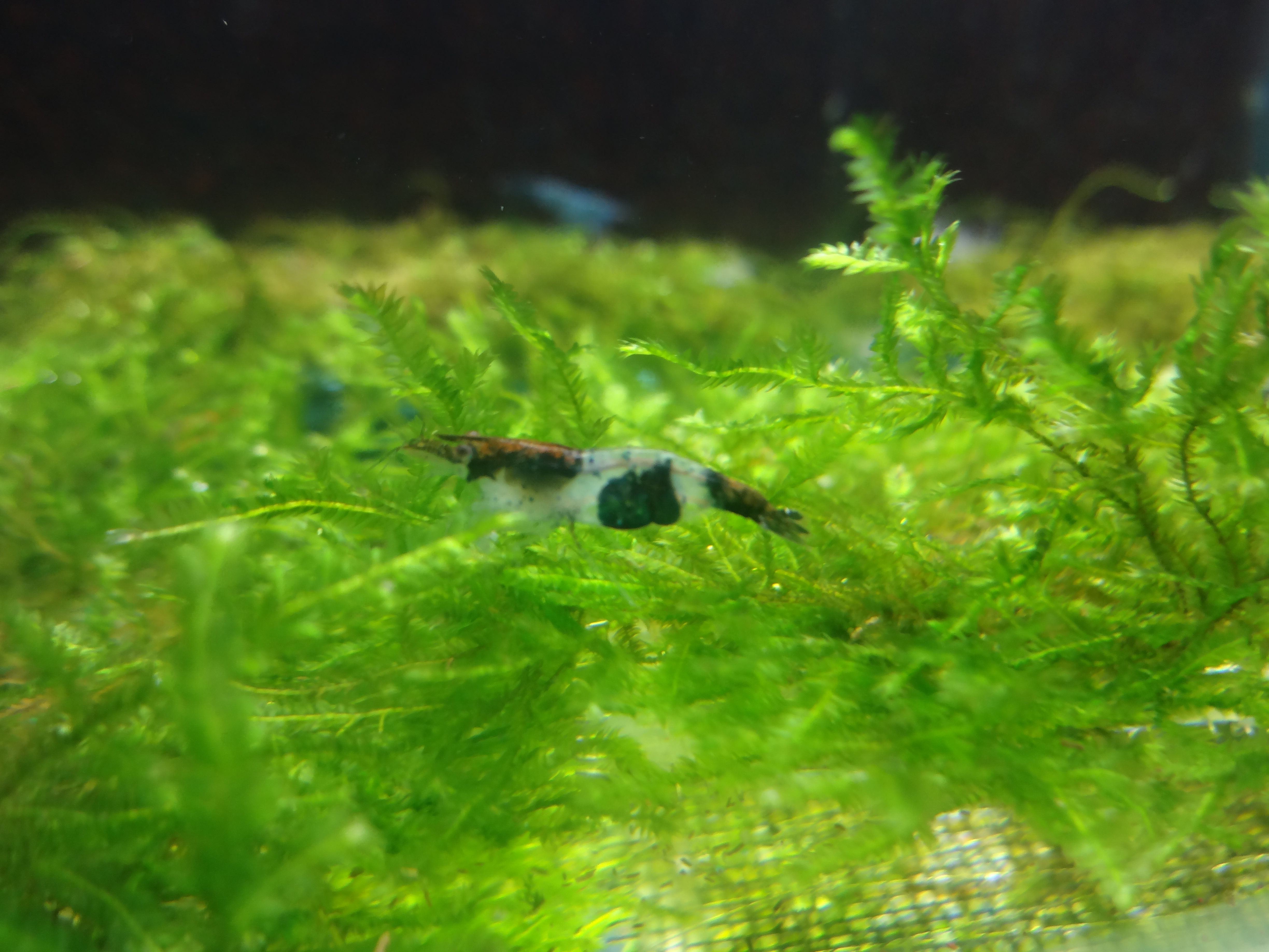 Carbon Rili Shrimp