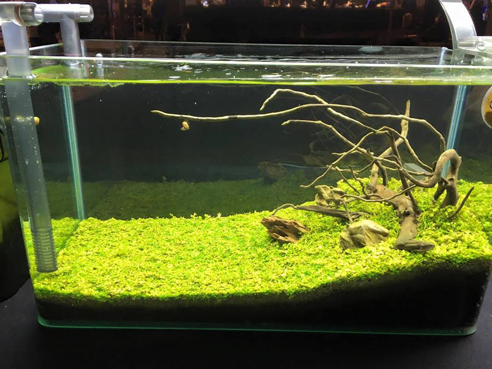 Thumbnail: Micranthemum 'Monte Carlo'