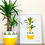 Thumbnail: Piña Colada Botanical Art Print