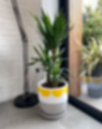 Thumbnail: Gin and Tonic grey and yellow plant pot