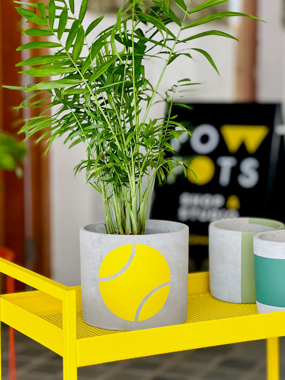 Thumbnail: Palm plant in concrete plant pot with yellow tennis ball design