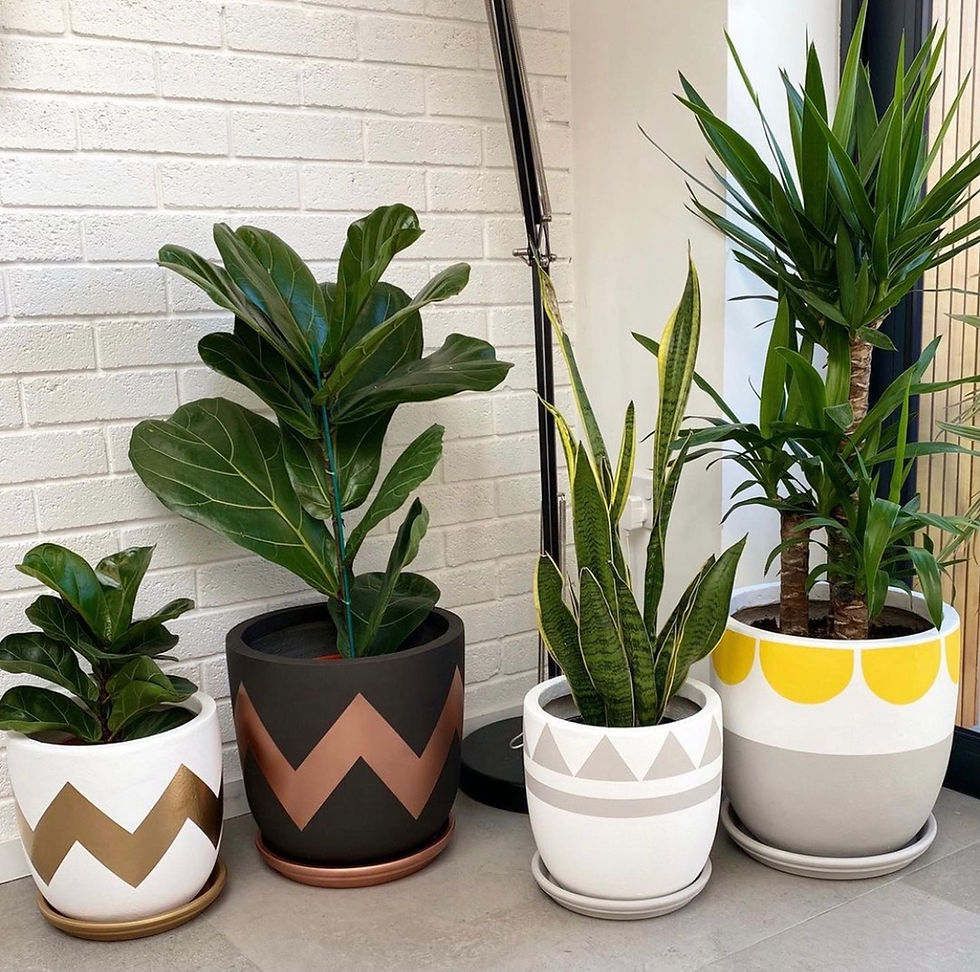 Thumbnail: Pow pots plant pots
