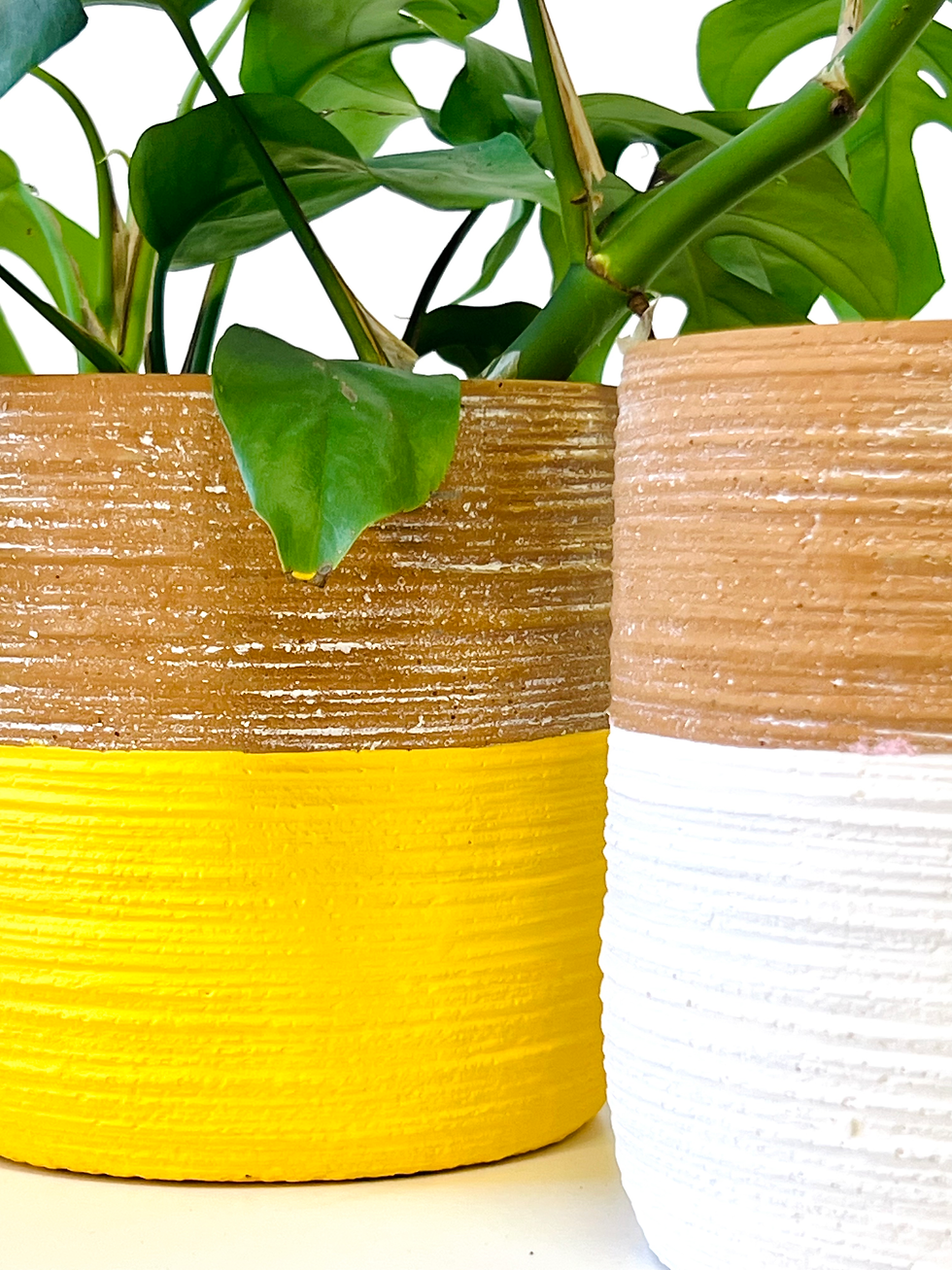 Thumbnail: POP terracotta in yellow or white