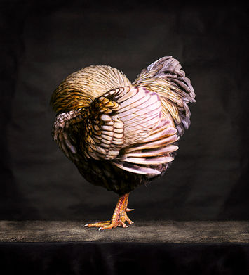 fine art photography edition print of a hen with her head hidden in feathers from the Hens and Rooster series