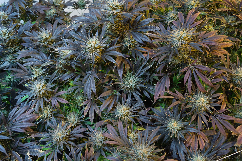 futurefilmworks-marihuana-2038460_1920.jpg