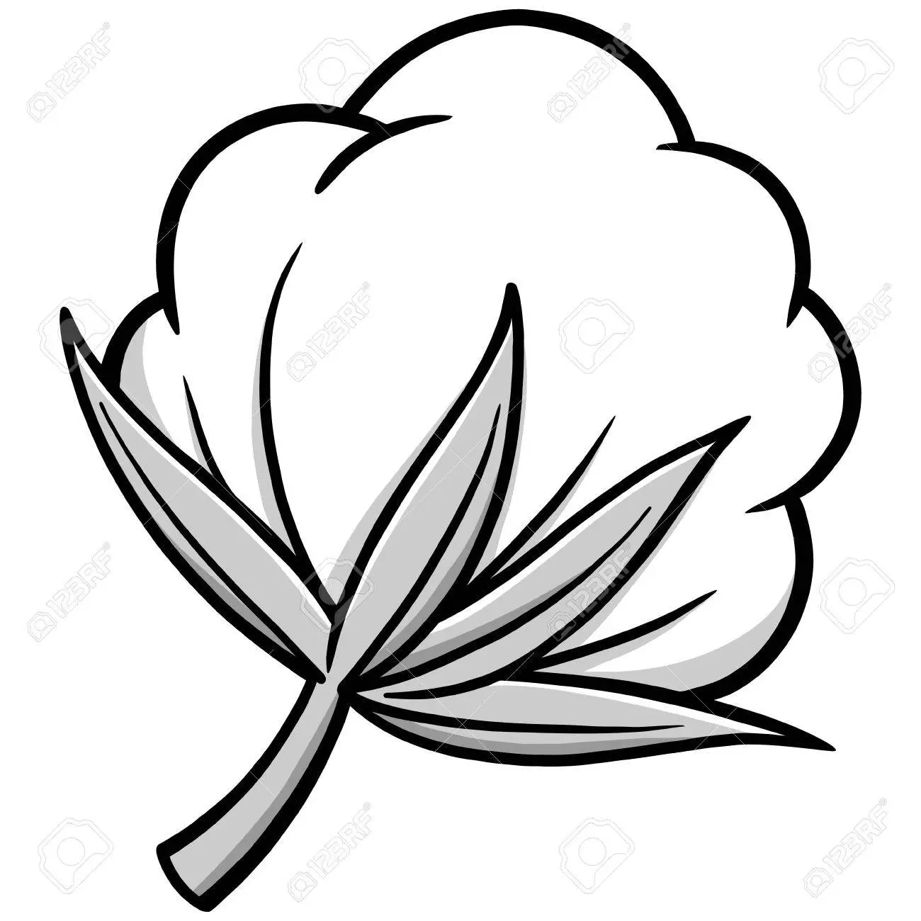 71439792-cotton-illustration.webp