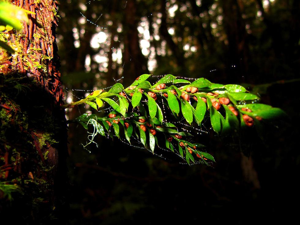 Tmesipteris zamorae