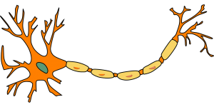 Neuron brain cell pixabay