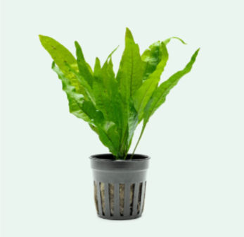 Microsorum pteropus 'Java Fern' Pot
