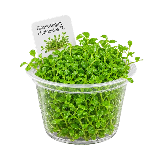 Glossostigma elatinoides TC